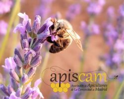 CONCURSO DE FOTOGRAFÍA APÍCOLA – APISCAM 2025